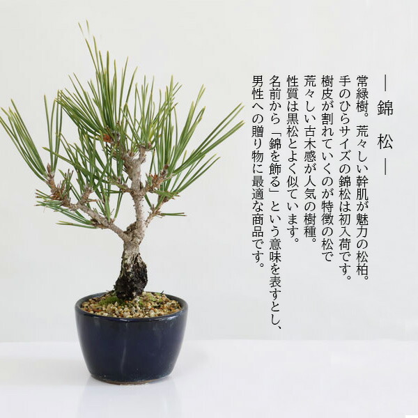 楽天市場】ミニ盆栽：錦松*（萬古焼青丸小鉢）錦松ニシキマツにしき