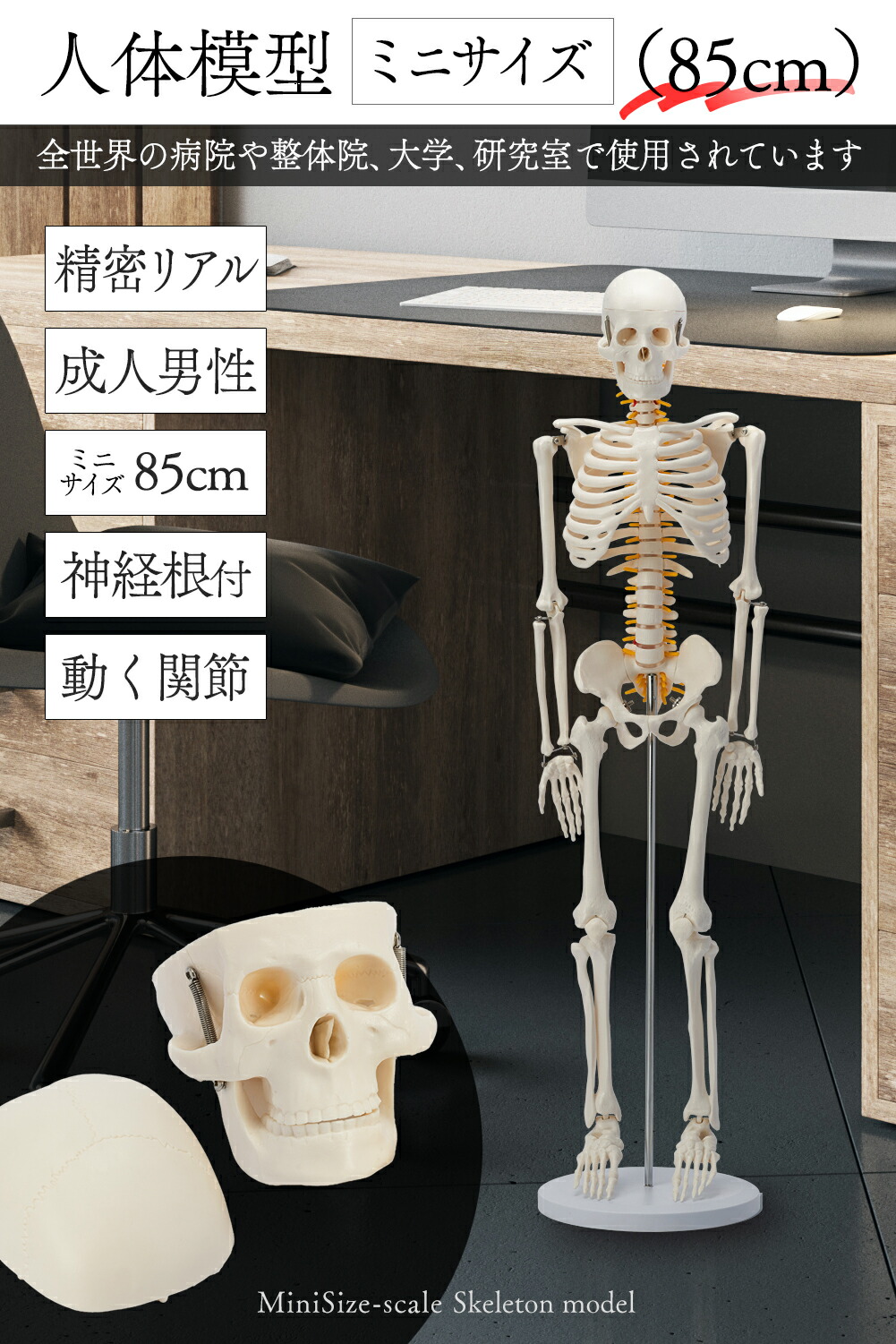 楽天市場】【国際規格認証品】 ミニサイズ 人体模型 骨格模型 85cm