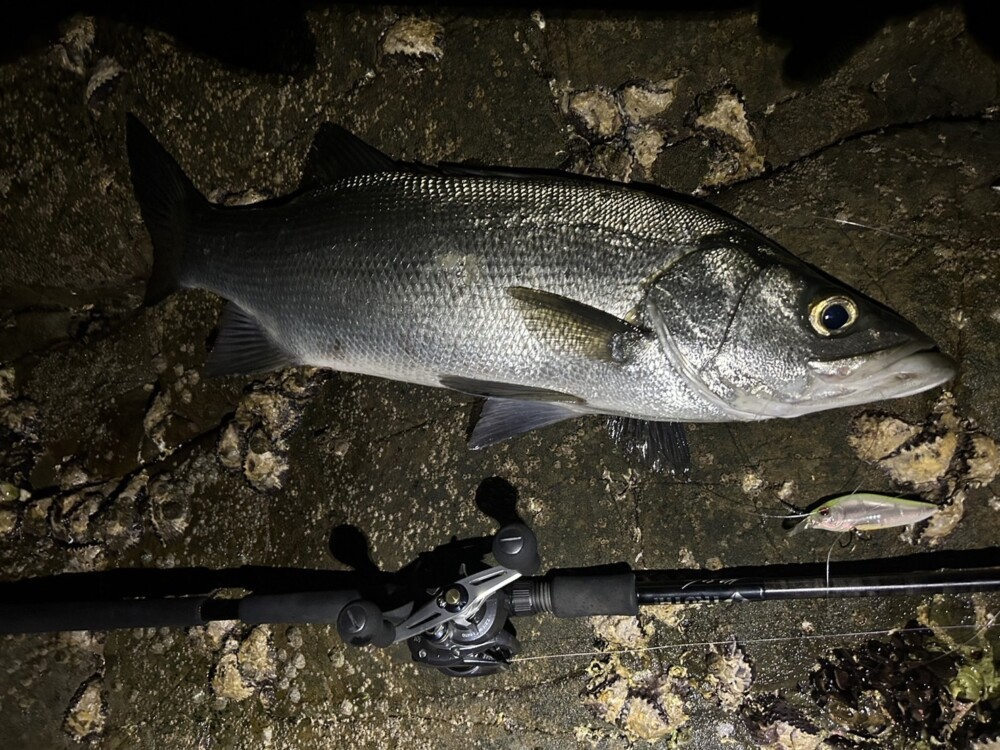 鹿児島県 甑島 ナイトヒラスズキ (BlackAddiction105 BAIT Custom