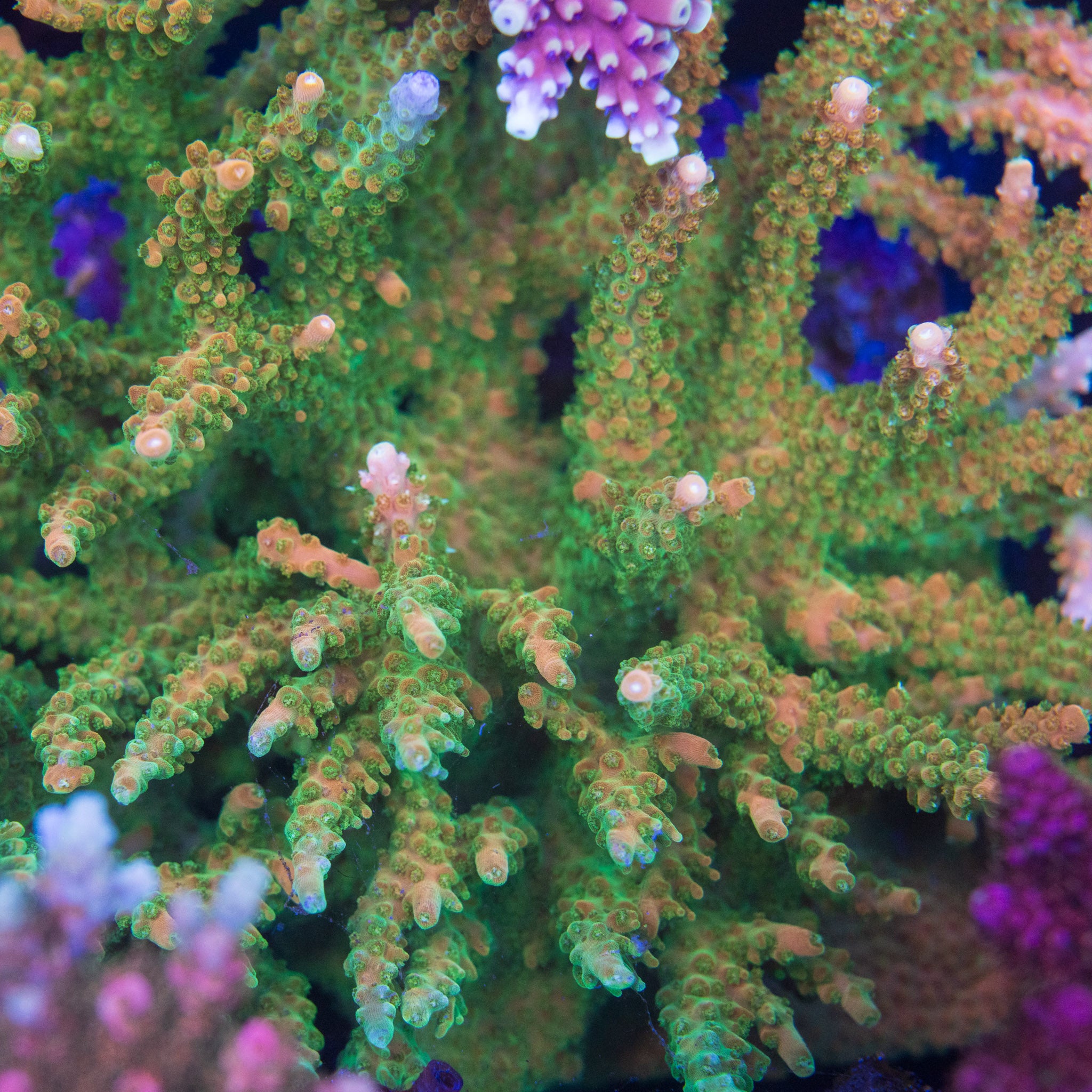 TGC Orange Creamsicle – Treasure Corals