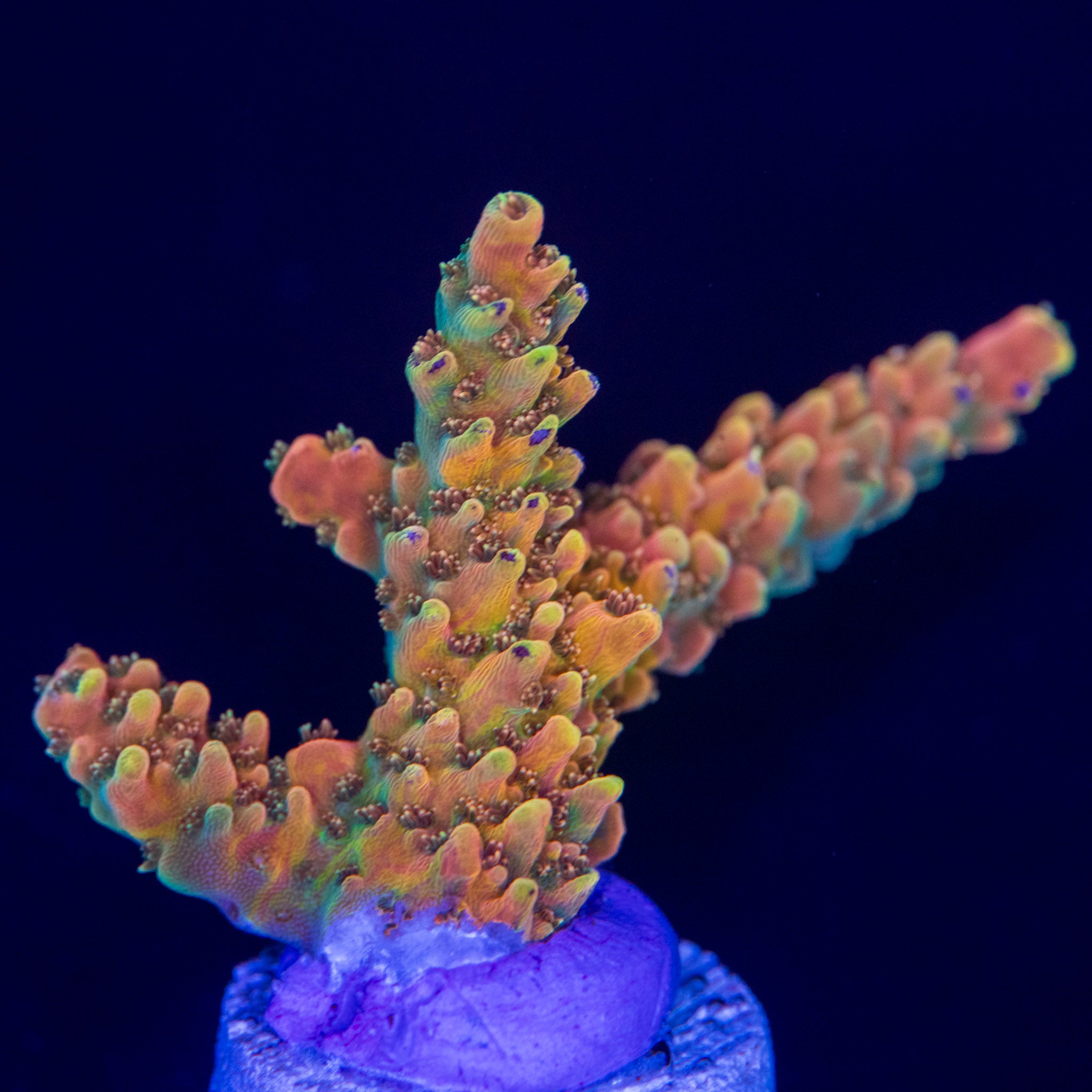 TGC Orange Creamsicle – Treasure Corals