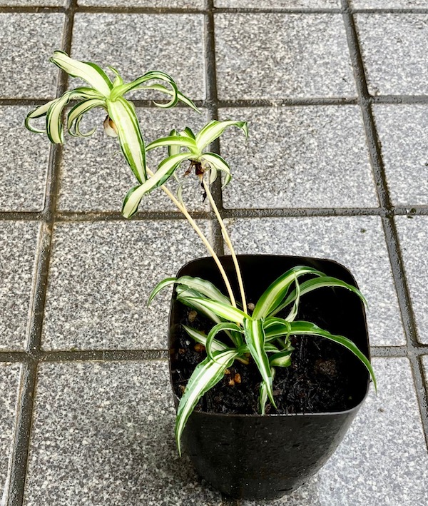 オリヅルランの増やし方。子株を使った2つの方法で試してみた体験談