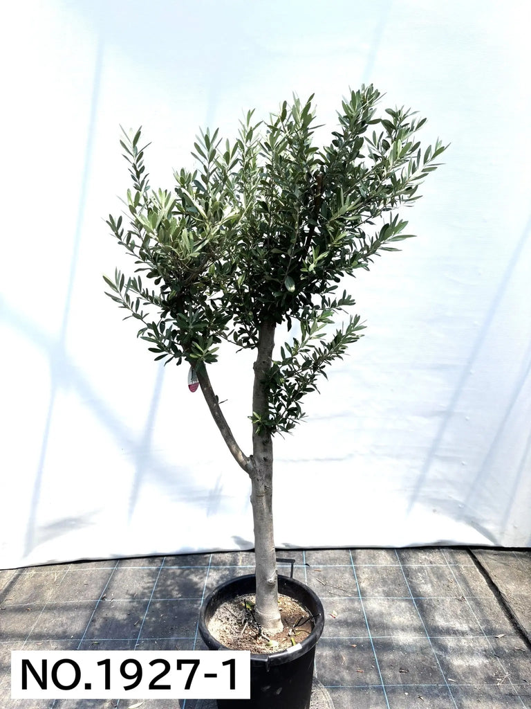 1927_1_1024x1024.jpg?v=1753118349