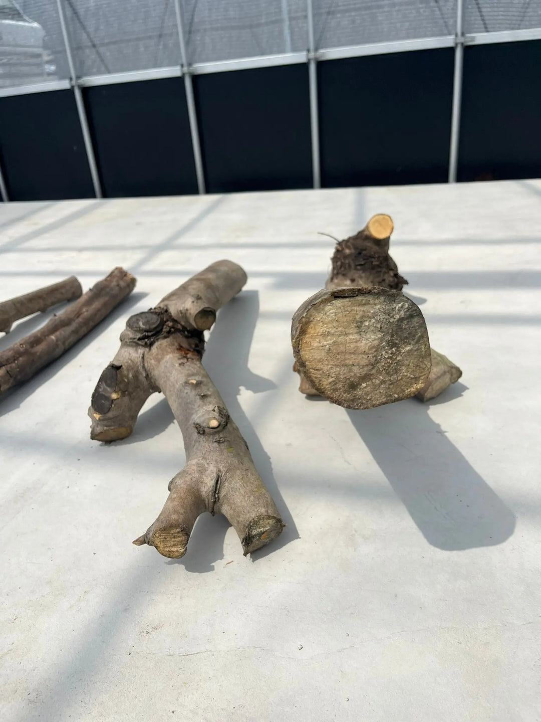 IMG_1305_1080x.jpg?v=1737361743