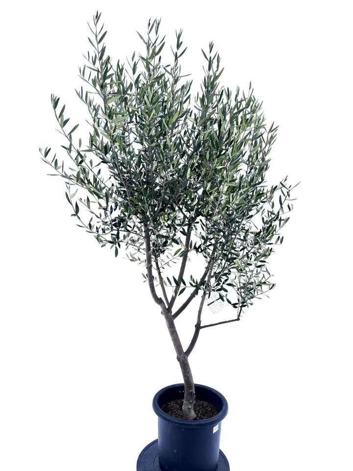 ひなかぜ Lサイズ 約180cm NO.10403 オリーブの木 - 株式会社鶴亀園