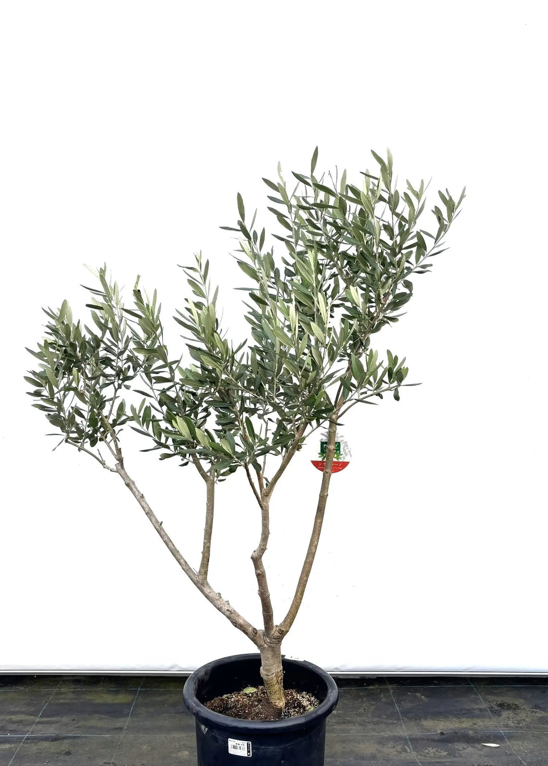 シプレシーノ Mサイズ 約110cm K-51 オリーブの木 - 株式会社鶴亀園