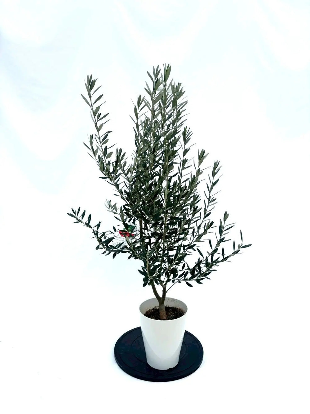 オリーブの木（全商品）｜写真の木をそのままお届け［現品販売］｜鶴亀