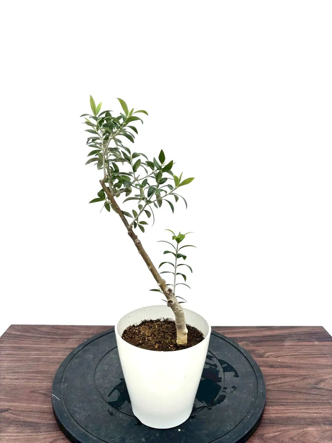 NEWセントキャサリン（オリーブの木）｜XXSサイズ｜NO.10928｜約50cm