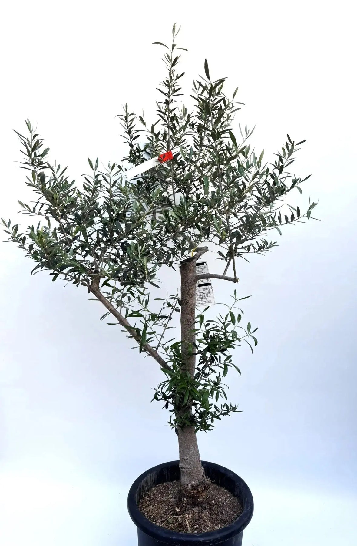 ネバディロブランコ Lサイズ 約140cm K-163 オリーブの木 人気品種