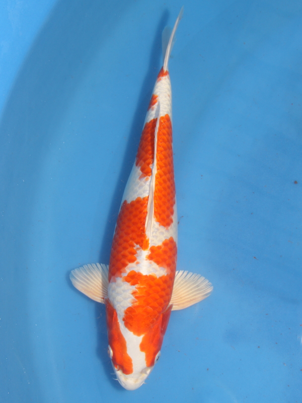 錦鯉 鯉 販売 通販 ネット販売 ハウス立て 明け2 桜黄金 37cm - 錦鯉