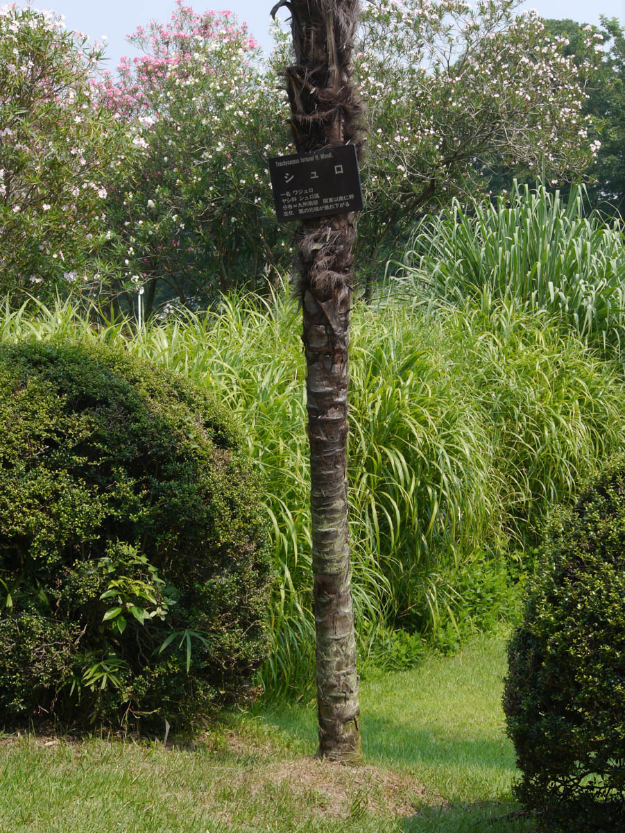 シュロ（棕櫚、棕梠、椶櫚） |世界の木材・樹木|8-樹木|木の情報発信基地