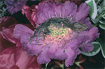 熊本市現代美術館｜荒木経惟 熊本ララバイ