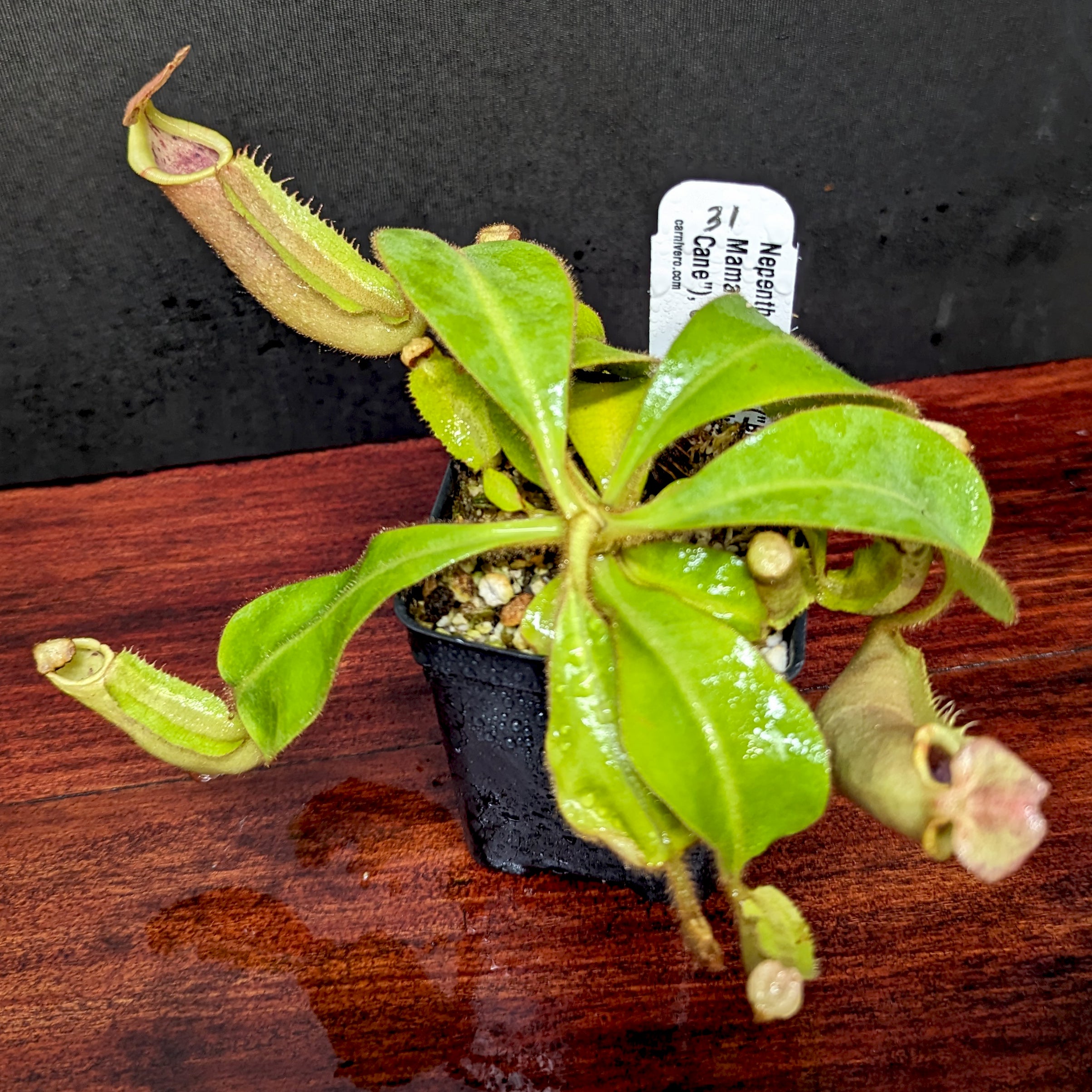 Nepenthes veitchii (