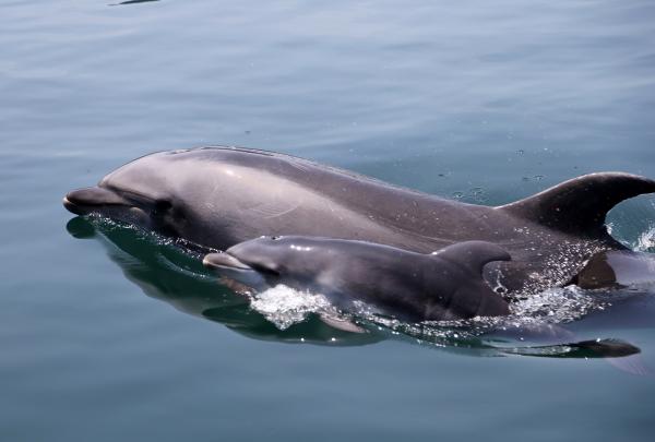 赤ちゃんイルカ誕生！」つくみイルカ島 - 津久見市公式ホームページ