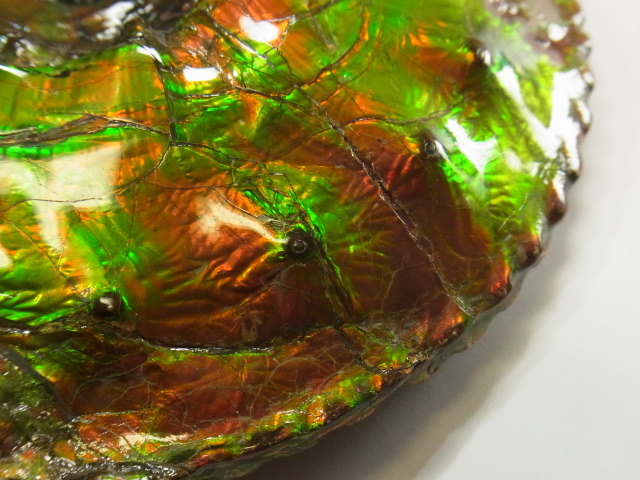 アンモライト原石 アンモライト研究所【化石ジュエリー宝石販売ルーム】