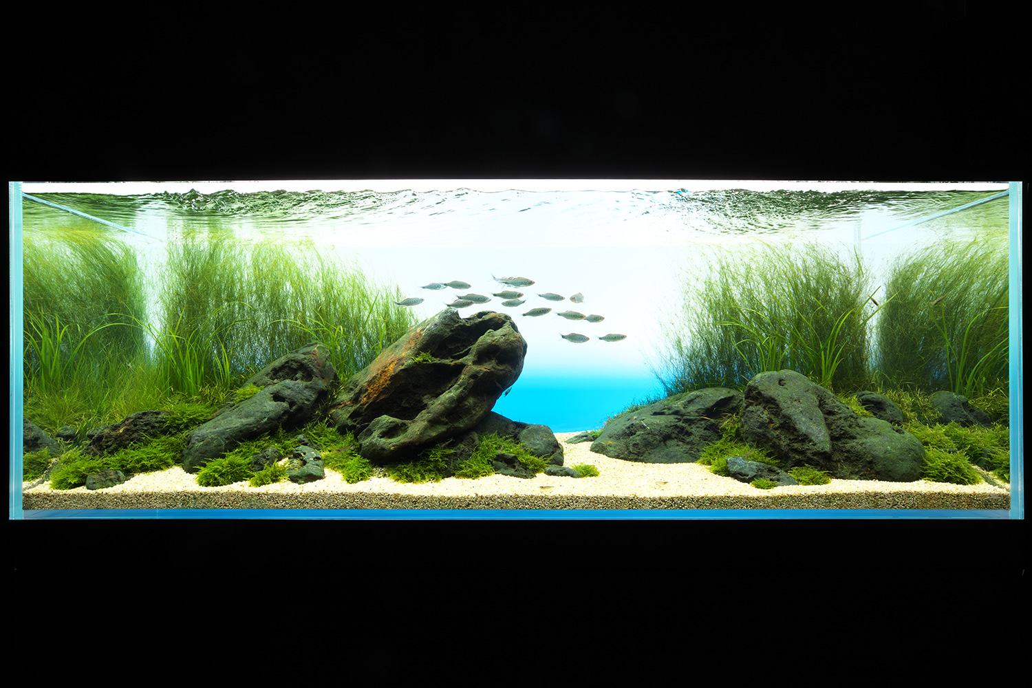 双児山 八海山石 八海石 水石 2026年最新】八海石の人気アイテム