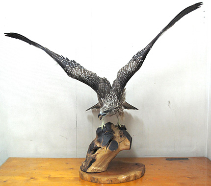 トビ（羽広げ型） | ワシ・タカ・ハヤブサ | 剥製の製作・直売