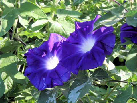 アサガオ (Ipomoea nil)