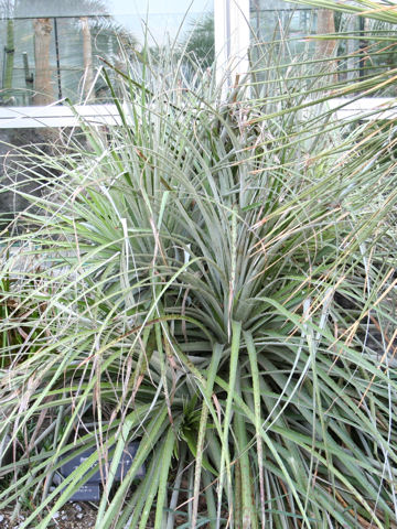 プヤ・ベルテロニアーナ (Puya berteroniana)