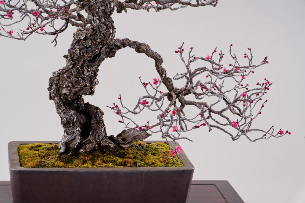 さいたま市大宮盆栽美術館