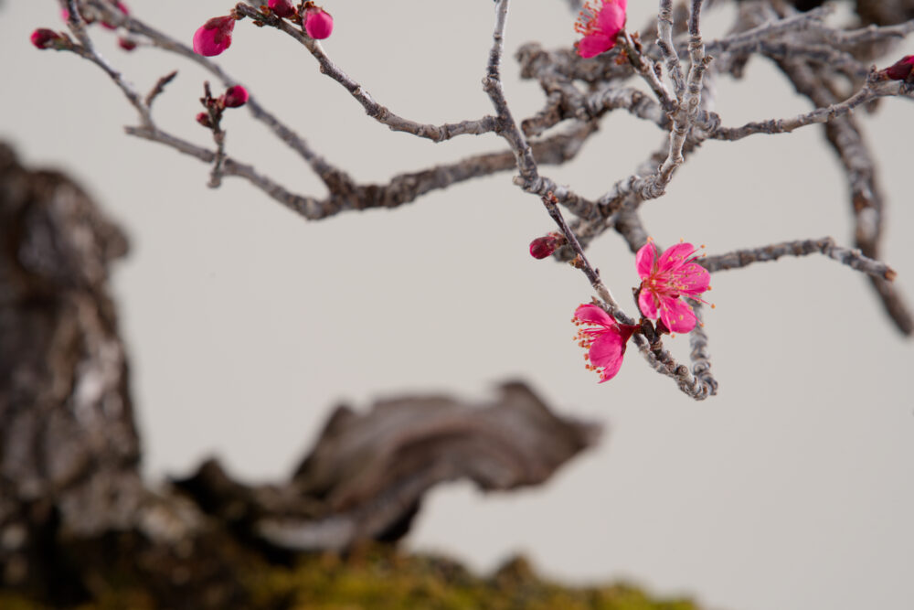 さいたま市大宮盆栽美術館