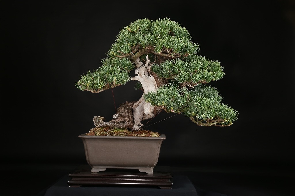 五葉松 約150年 | 雨竹亭オンラインショップ