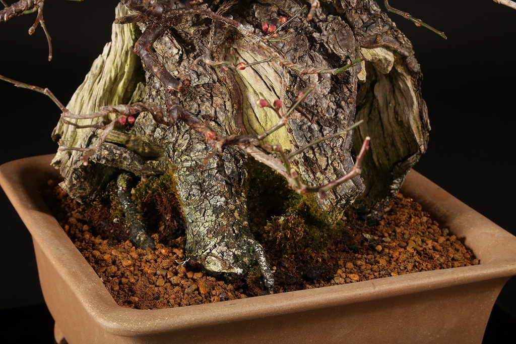 野梅（白一重咲・米良性）約100年 | 雨竹亭オンラインショップ