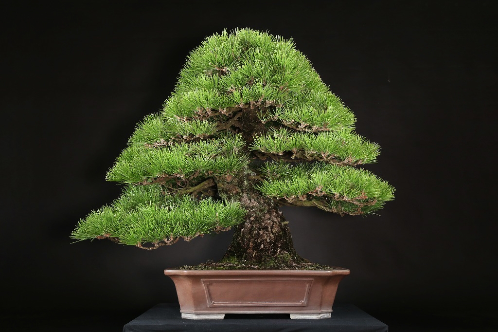 黒松 約120年 | 雨竹亭オンラインショップ