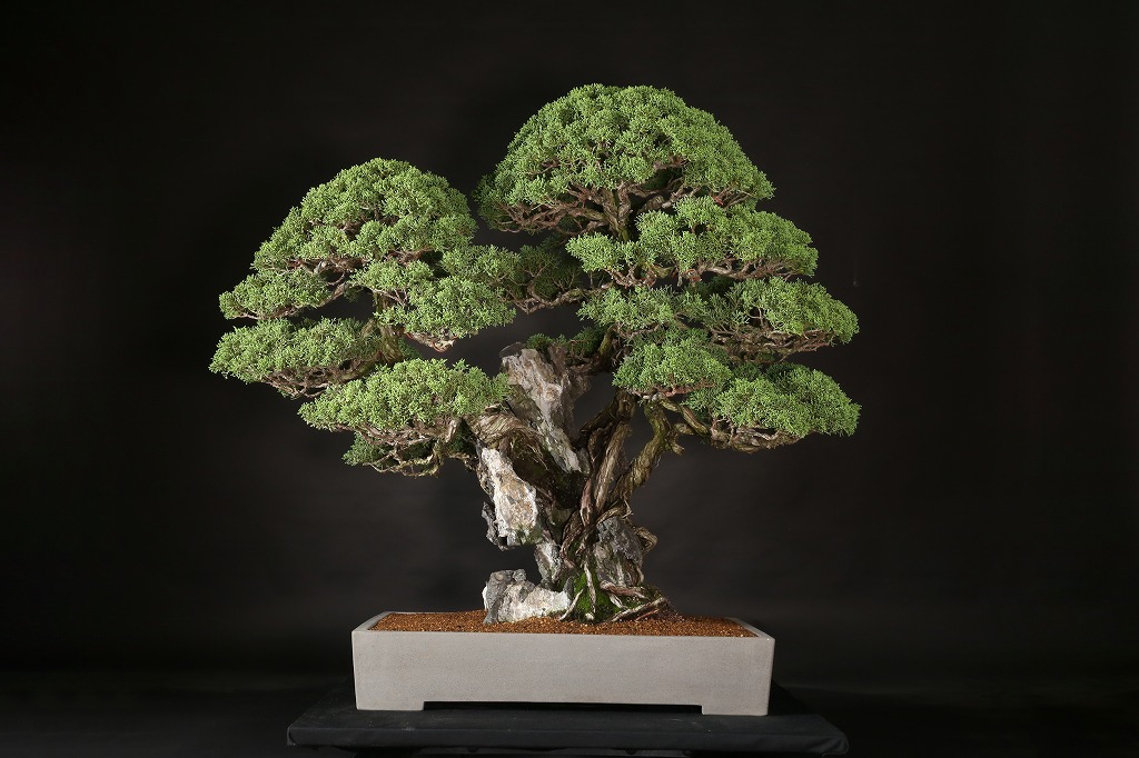 真柏石付 約70年 | 雨竹亭オンラインショップ