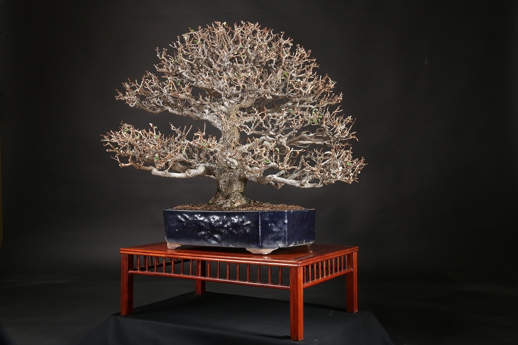 寒グミ 約80年 | 雨竹亭オンラインショップ