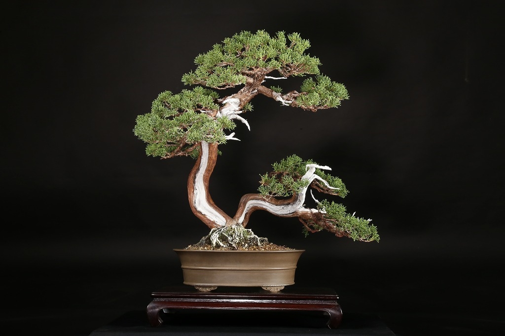 真柏 約50年 | 雨竹亭オンラインショップ