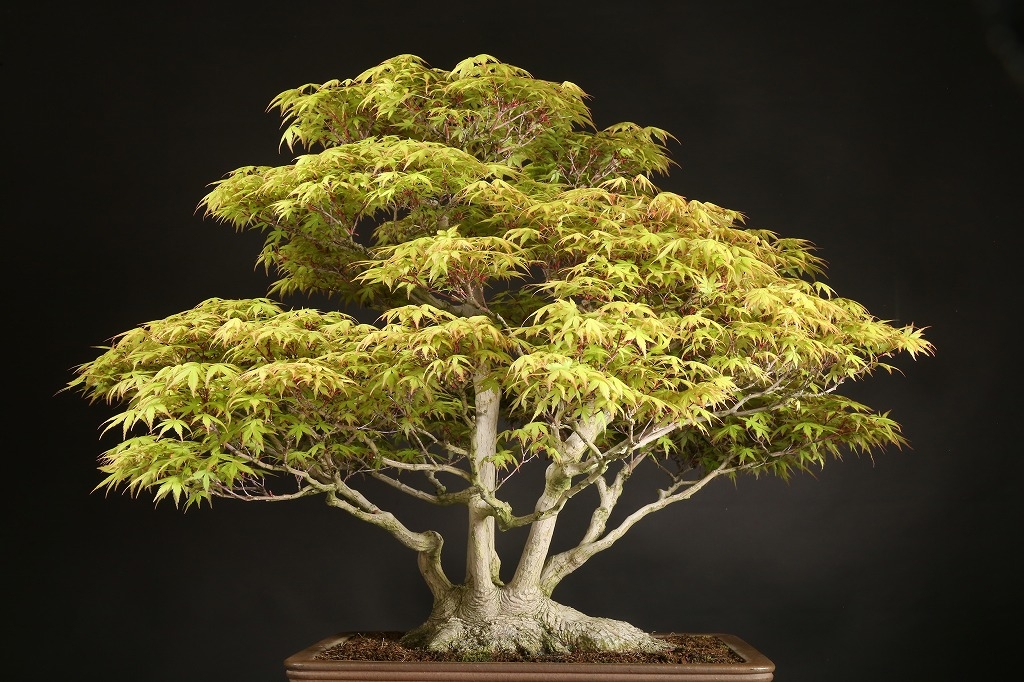 山もみじ 約70年 | 雨竹亭オンラインショップ