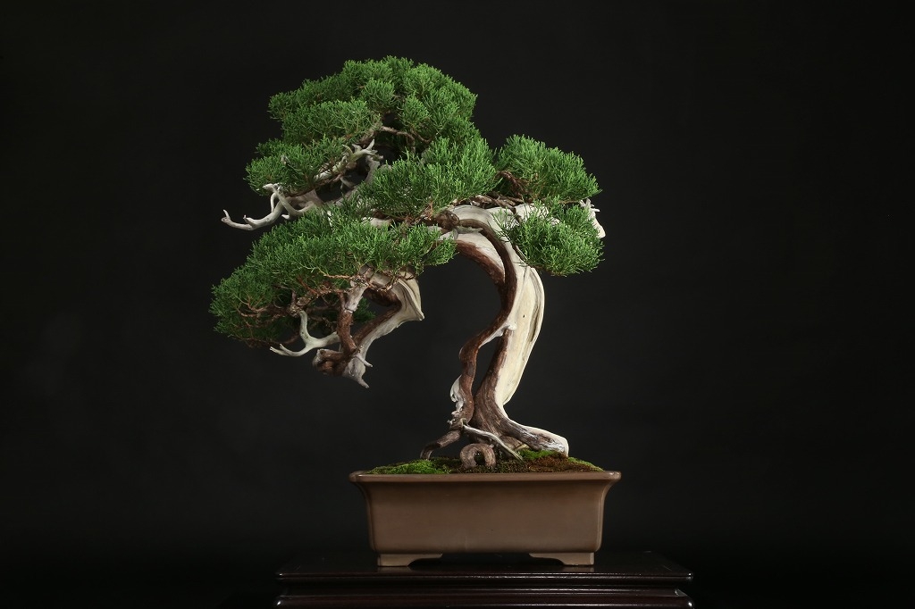 糸魚川真柏 約120年 | 雨竹亭オンラインショップ