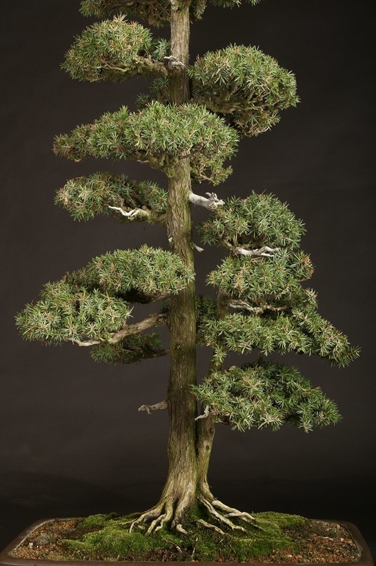 杜松 約70年 | 雨竹亭オンラインショップ