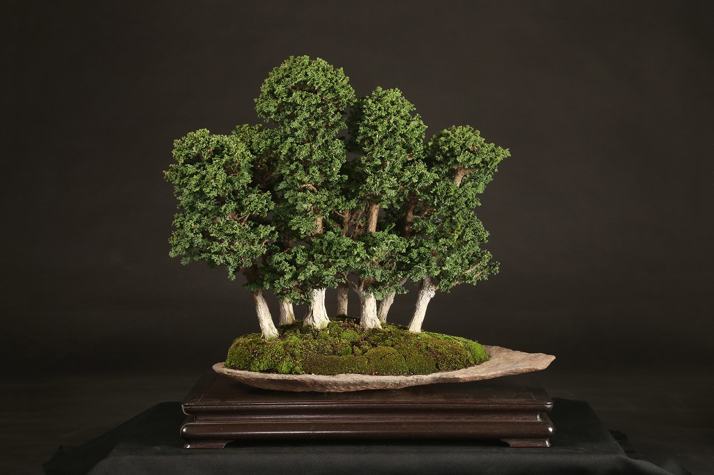 石化桧寄植え 約25年 | 雨竹亭オンラインショップ