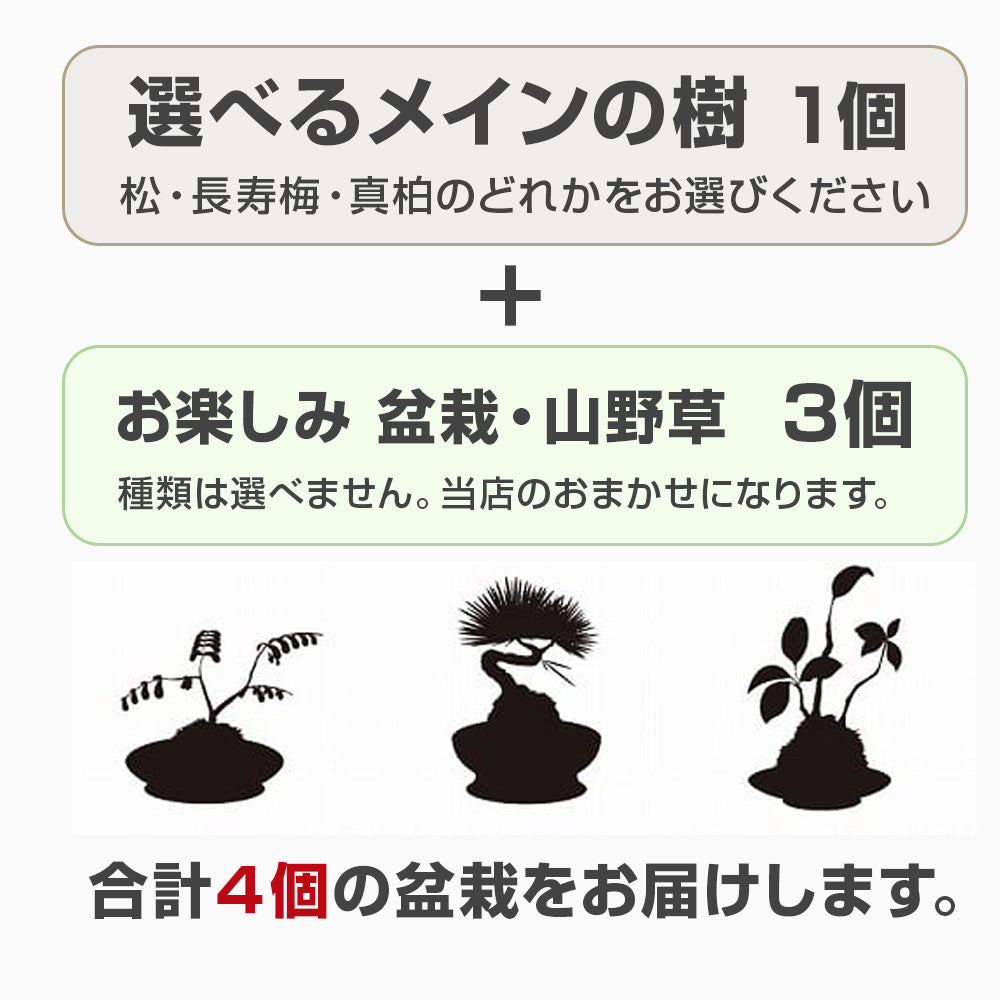 盆栽の福袋を販売｜盆栽妙 – 盆栽妙 本店