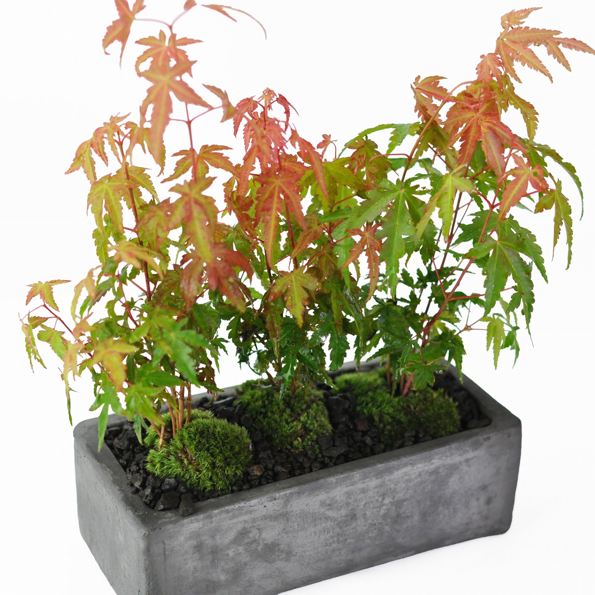 街路樹 もみじ並木道 紅葉通りの盆栽の販売｜盆栽妙 – 盆栽妙 本店