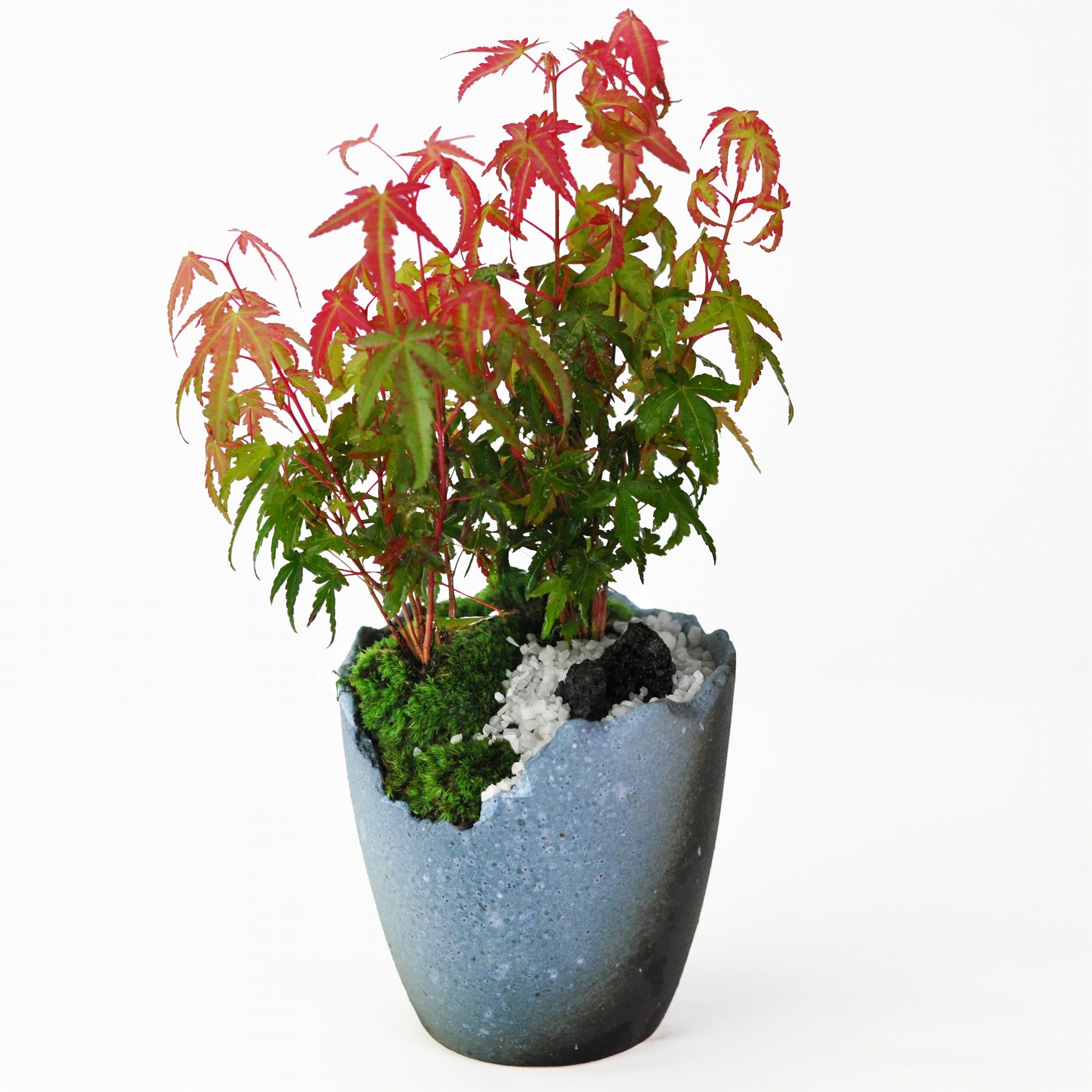 モミジ カエデ 紅葉を楽しめる雑木盆栽の販売｜盆栽妙 – 盆栽妙 本店