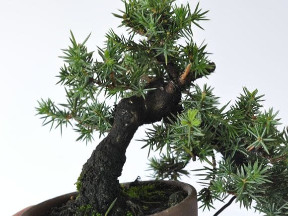 杜松 1点もの No.291の盆栽を販売｜講座は盆栽妙 – 盆栽妙 本店