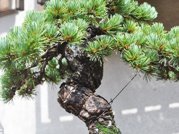 存在感に圧倒される大きめの極上五葉松の盆栽を販売｜入門は盆栽妙