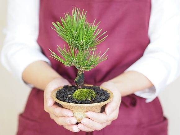 黒松 瑞宝｜盆栽妙 – 盆栽妙 本店
