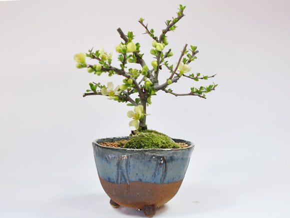 長寿梅 白花 信楽鉢の盆栽を販売｜はじめる専門店 盆栽妙 – 盆栽妙 本店