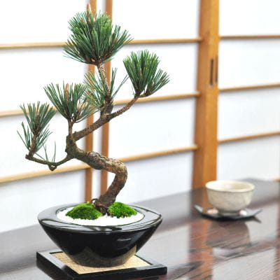 一点物 匠の盆栽】 五葉松 明星 No.105｜盆栽妙 – 盆栽妙 本店