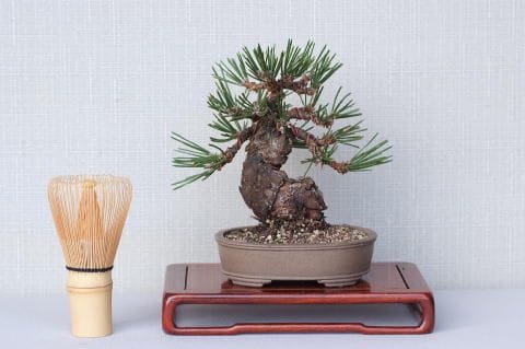 一点物 匠の盆栽】 黒松 瑞宝 No.64｜盆栽妙 – 盆栽妙 本店