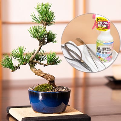 盆栽妙 はじめる盆栽専門店 趣味 ギフト 学びの盆栽総合サイト – 盆栽