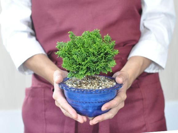 ミニ津山檜の盆栽を販売｜盆栽妙 – 盆栽妙 本店