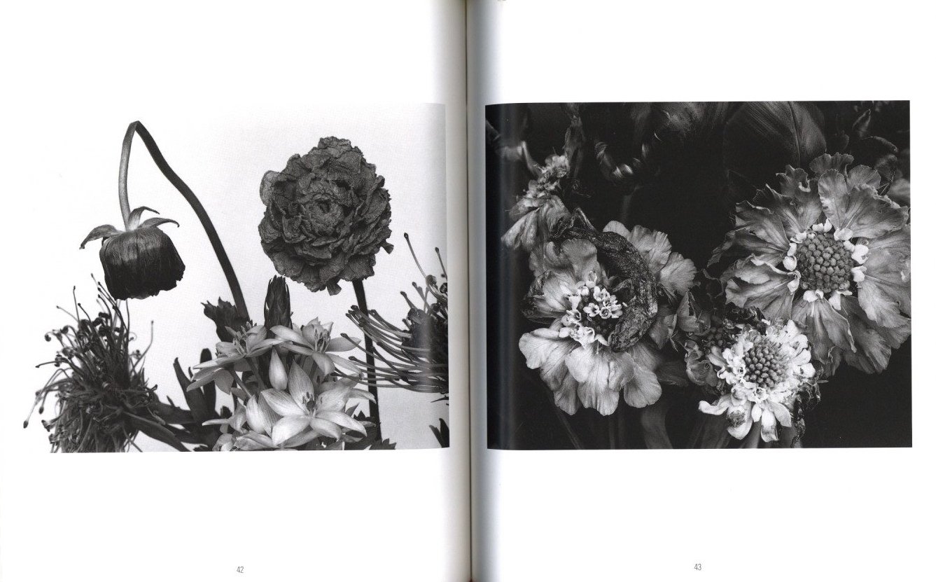 花陰 / 著：荒木経惟 | 小宮山書店 KOMIYAMA TOKYO | 神保町 古書