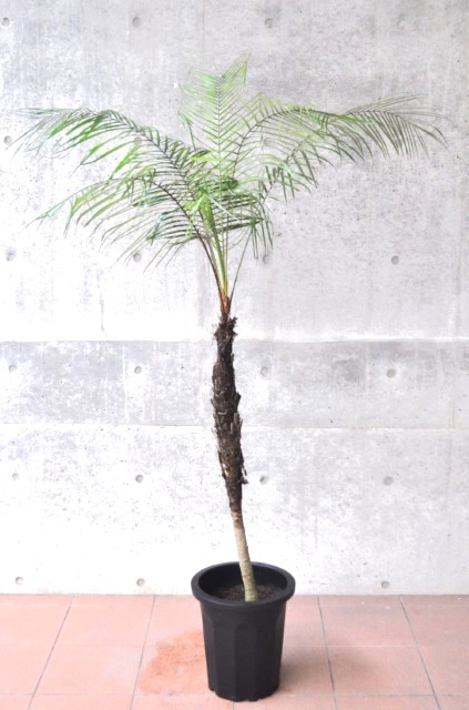 ブラジルヒメヤシ