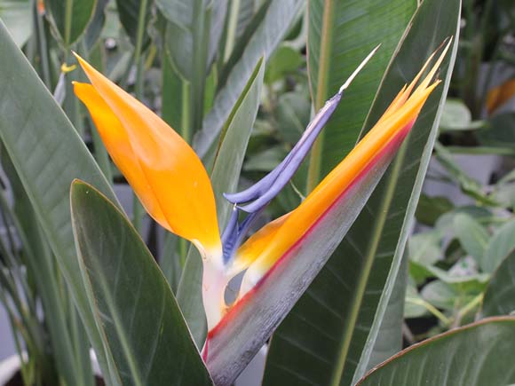 ストレリチア（ストレチア） 育て方｜観葉植物 Dictionary