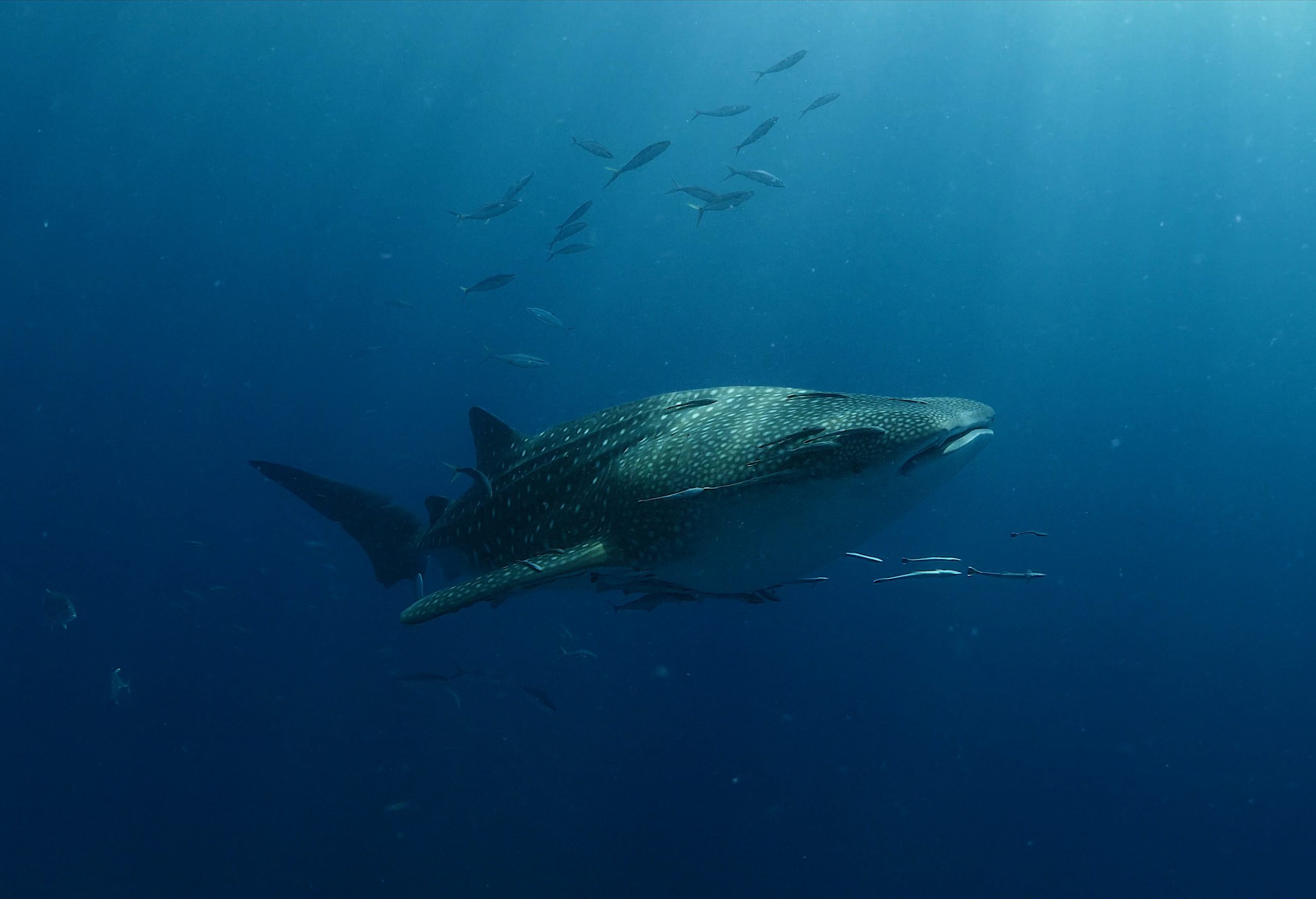 Researching Whale Sharks in the Galápagos Marine Reserve